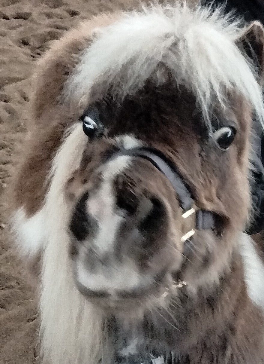 picture of horse looking at camera